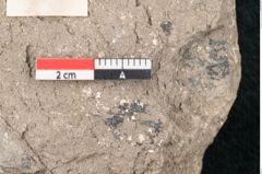 Foto (Detailansicht) von Eucalyptus oceanica Unger (NHMW-GEO-2024-0188-8036)